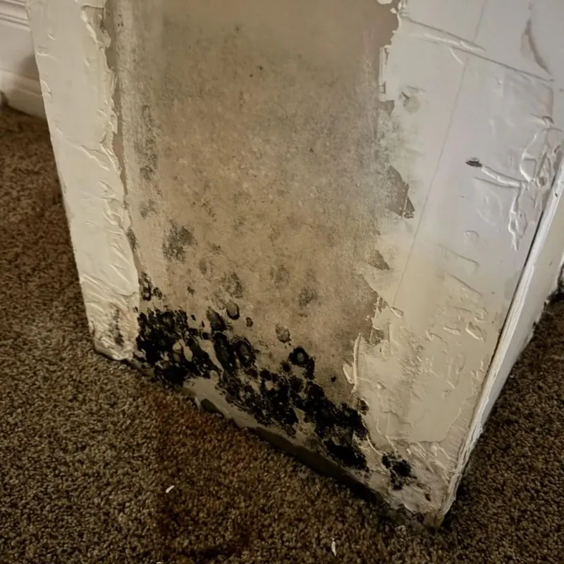 Professional Mold Removal in Monroe County, WI